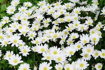 background of wood anemone in springtime