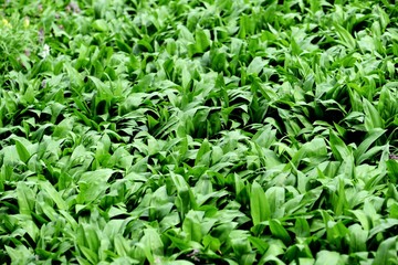 Fototapeta premium wild ramson leaves background.