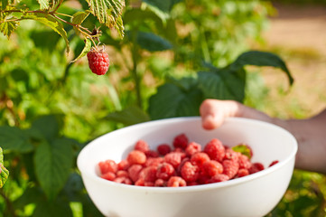 Collecting ripe raspberry