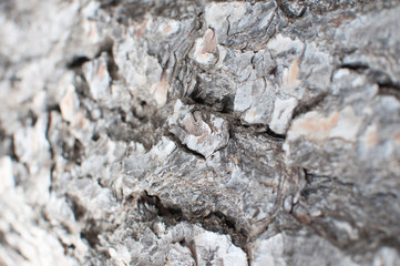 detail of a Mediterranean pine trunk