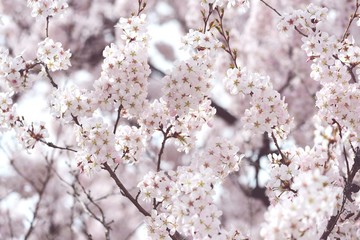 pink cherry blossom in springtime. fullframe background. vintage