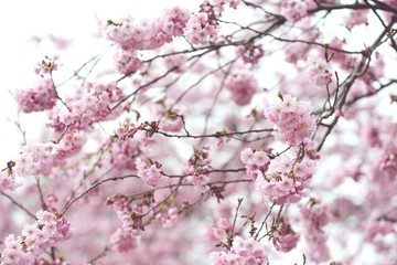 pink cherry blossom in springtime. fullframe background. vintage