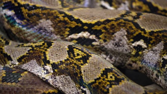 Moving python snake skin close-up background