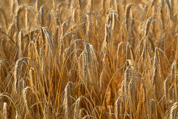 campo di spighe in estate