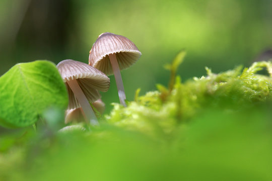Schwindlinge im Wald