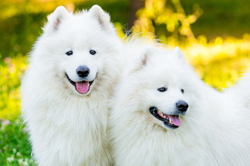 Obraz premium Samoyed two dogs in the park