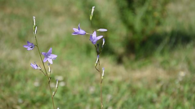 The flowers of Campanula