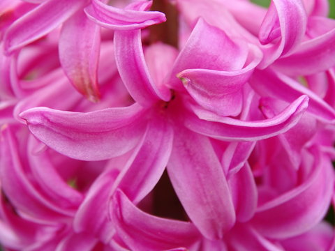 Hyazinthe (Hyacinthus)