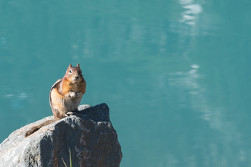 Ground Squirrel Sits on Rock In Front of Lake