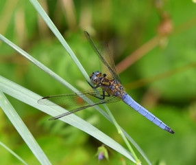 Libellula blu nel prato