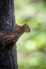 American red squirrel climbing a tree looking off to the right