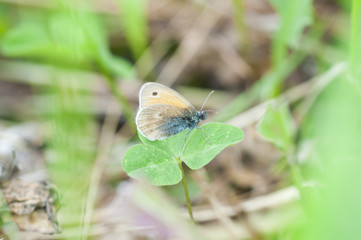 Бабочка на листке