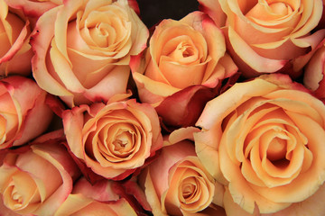 Multicolored wedding roses