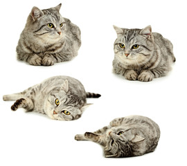 Beautiful cat isolated on a white, collage