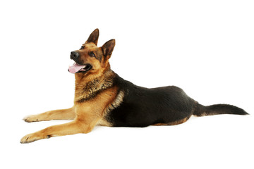 German shepherd isolated on a white background