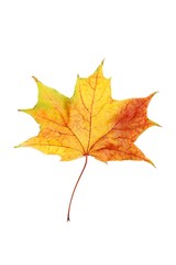 Autumn leaf isolated on a white