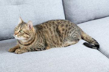 Beautiful cat lying on the grey sofa