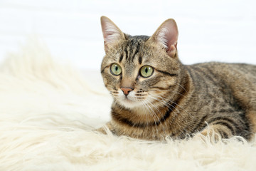 Beautiful cat lying on white wool, close up