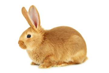 Young red rabbit isolated on white