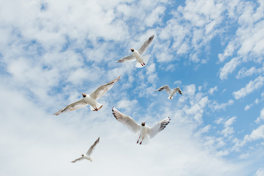 Seagulls flying against cloudy blue sky