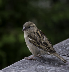 Passer domesticus bird in Holland