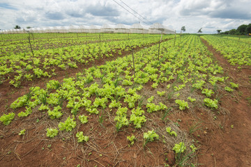 Fototapeta na wymiar vegetables field with blue sky