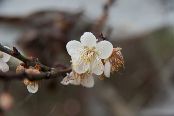 Plum blossom