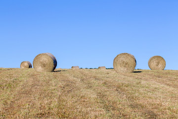 rouleaux de foin dans un champ en r&eacute;colte 