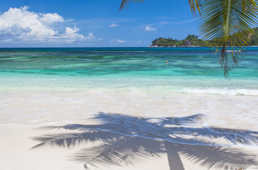 Fototapeta na wymiar reflets de cocotier dans l'eau, plage des Seychelles à Mahé 