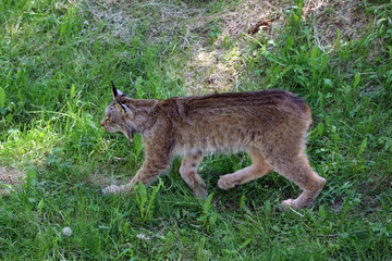 Obraz premium Lynx
