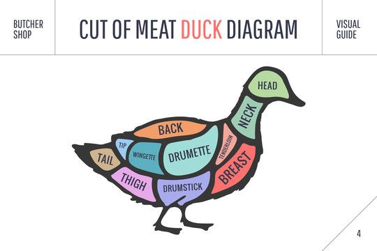 Cut of meat set. Poster Butcher diagram and scheme - Duck. Colorful vintage typographic hand-drawn on white background for butcher shop. Vector illustration