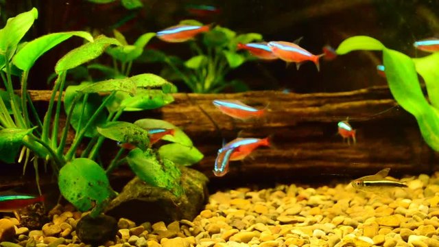 Fishes in an aquarium.