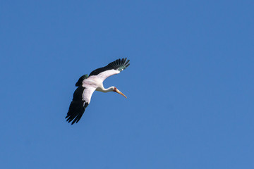 Yellow-billed Stork