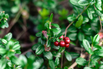 Wild berries on green vegetative background in wood
