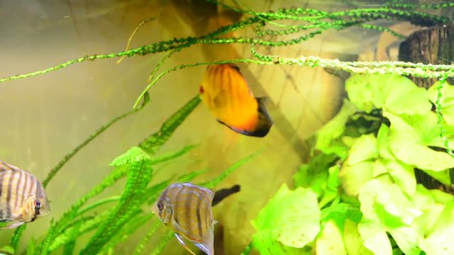 Fishes in an aquarium.