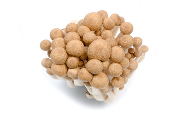 Brown beech mushrooms closeup isolated on white background.