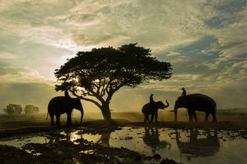 Naklejka na ściany i meble Elephant and mahout gther under big tree in the sunrise