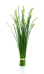 Fresh Chinese chives isolated on white background