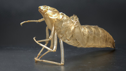 Exuvie einer Larve der Libelle Große Königslibelle (Anax imperator)
