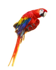 Foto op Canvas Colorful red parrot macaw isolated on white © vladstar