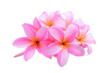 Papier Peint photo Frangipanier Tropical flowers pink frangipani/ plumeria flower with water dro