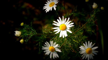 stokrotki © aanka23