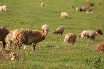group of sheep on grass