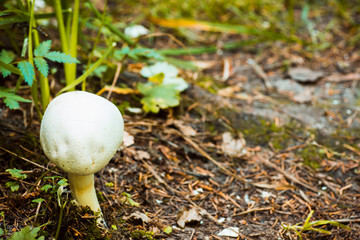 Mushroom in the forest. Shallow depth of field.