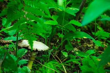Mushroom in the forest. Shallow depth of field.