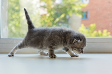 Fototapeta na wymiar Beautiful little tabby kitten on window sill. Scottish Fold breed.