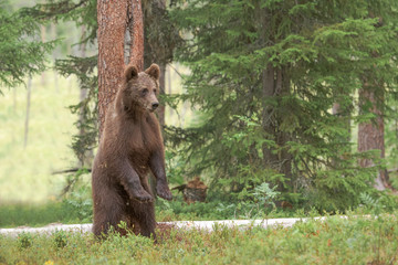 Young bear stands up anxiously