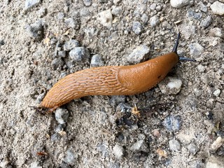 Nacktschnecke auf einem Weg mit vielen kleinen Steinen