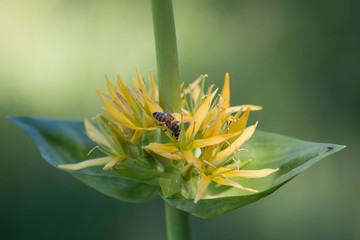 Gelber Enzian mit Honigbiene auf den Blüten