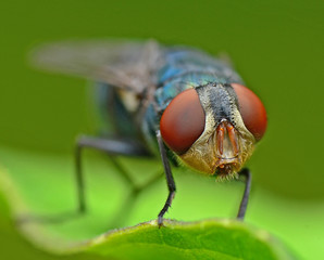 Close-up of a fly on leaf, Malaysia